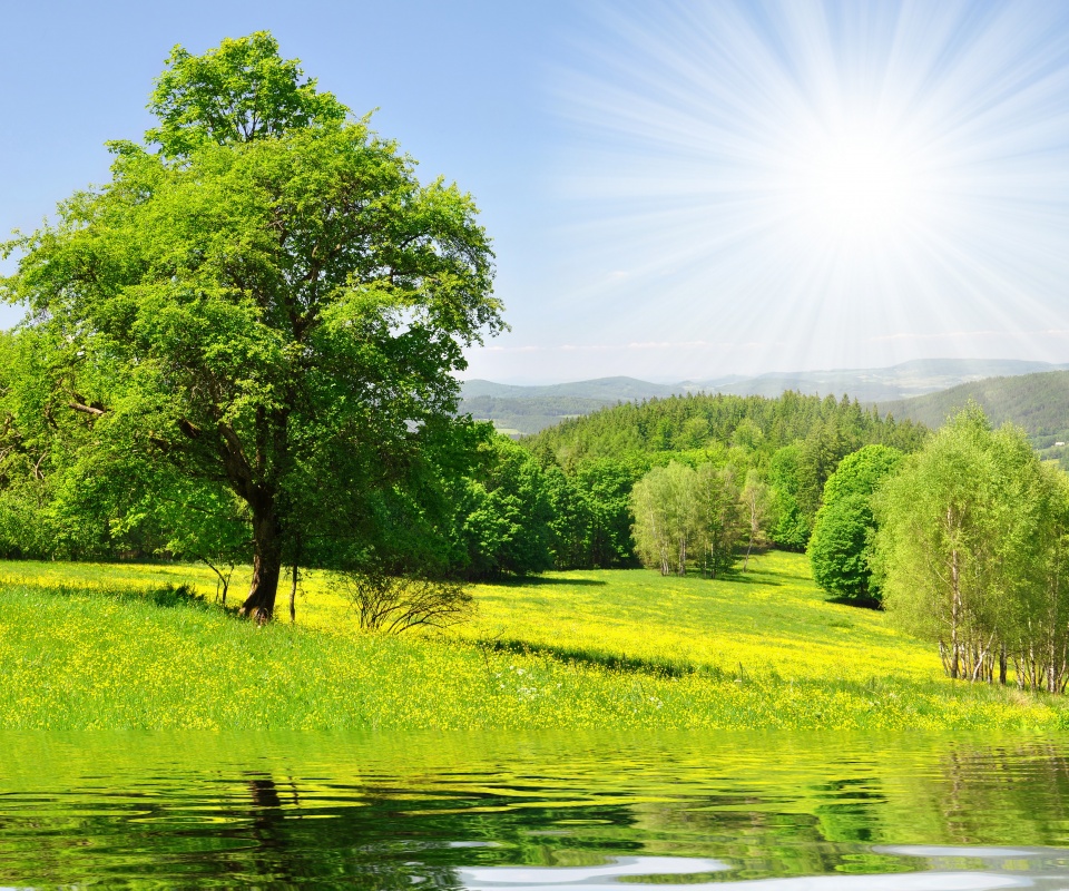 Дерево у воды обои