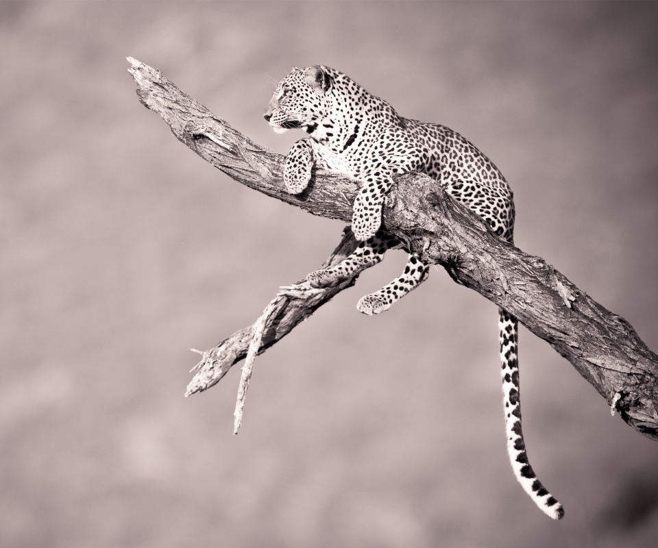 Ягуар на дереве обои