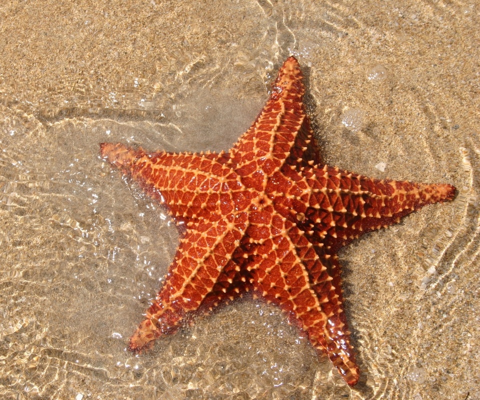 Морская звезда обои
