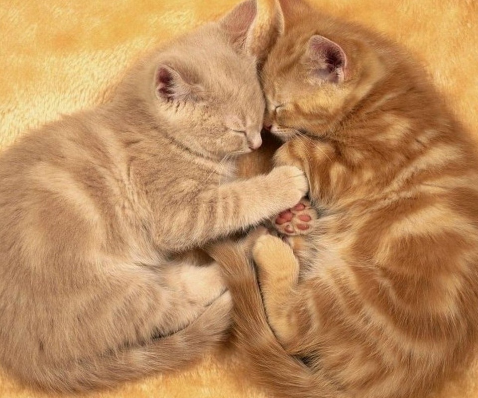 Рыжие котята в обнимку обои