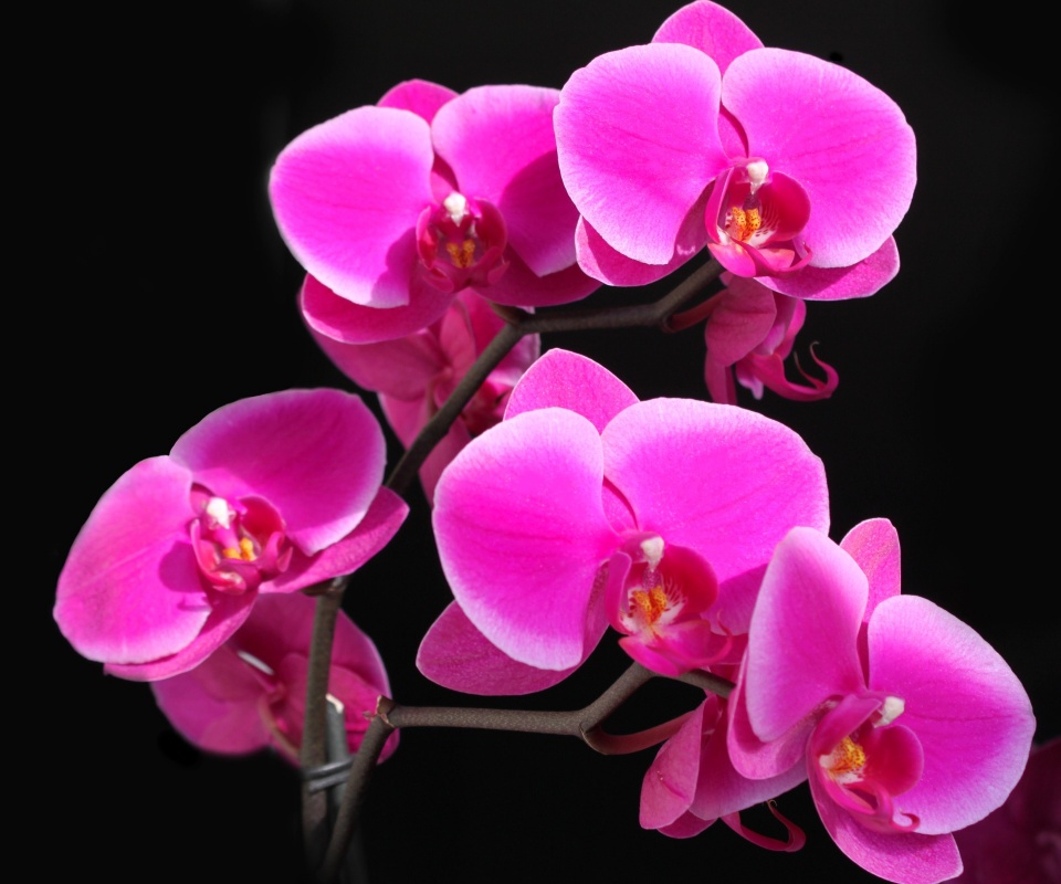 Орхидея обои