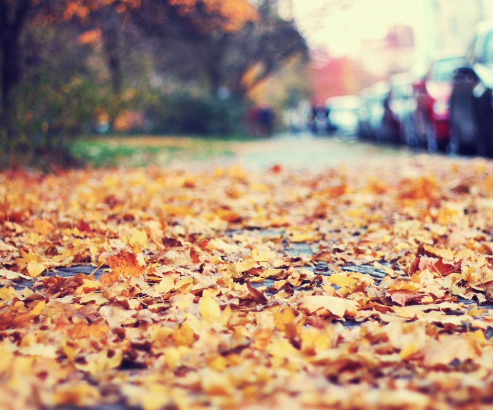 Осенние листья обои