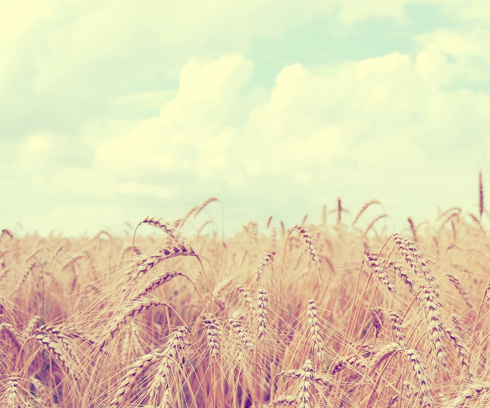 Поле колосьев обои