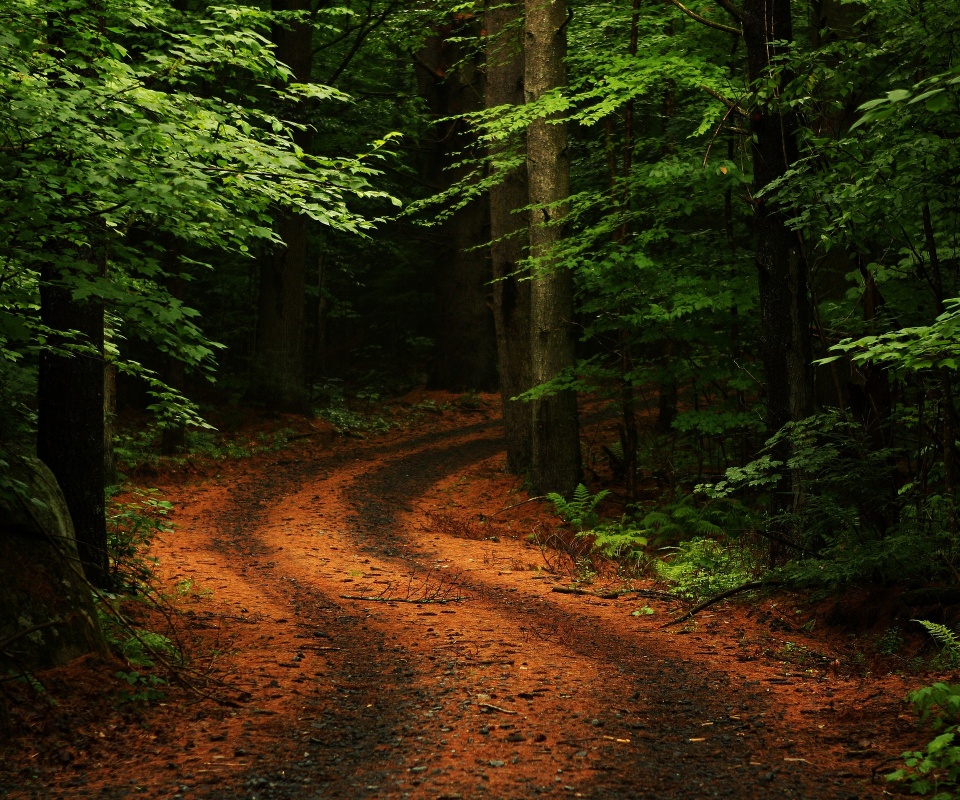 Лесная дорога обои