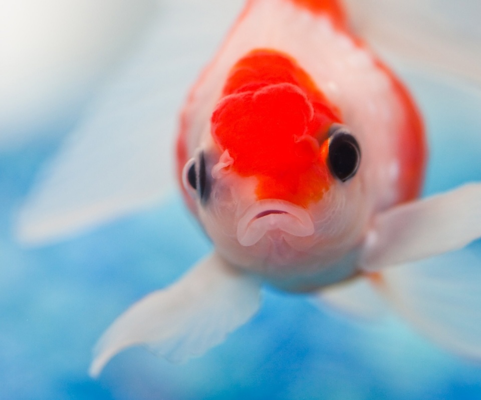 Аквариумная рыбка обои