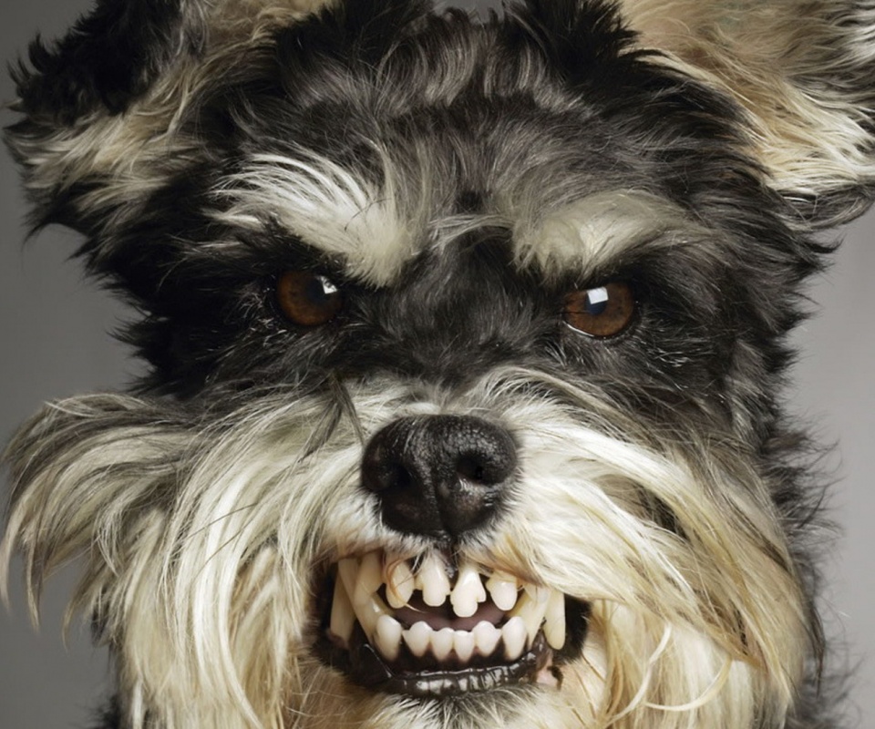 Терьер вне себя обои