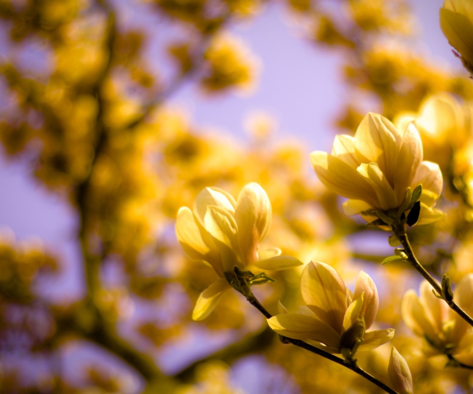 Желтые цветы распустились обои