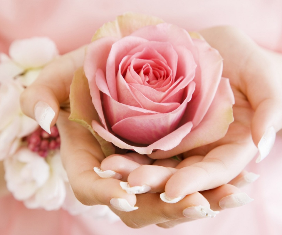 Роза в женских руках обои
