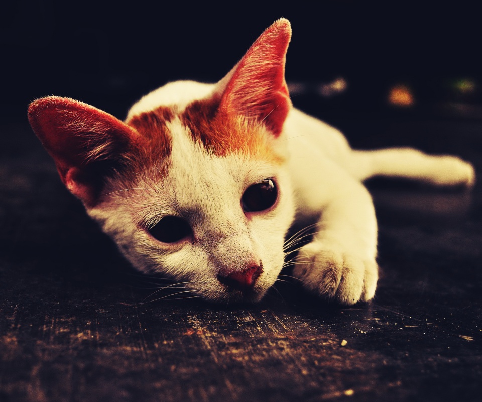 Белый кот на черном полу обои