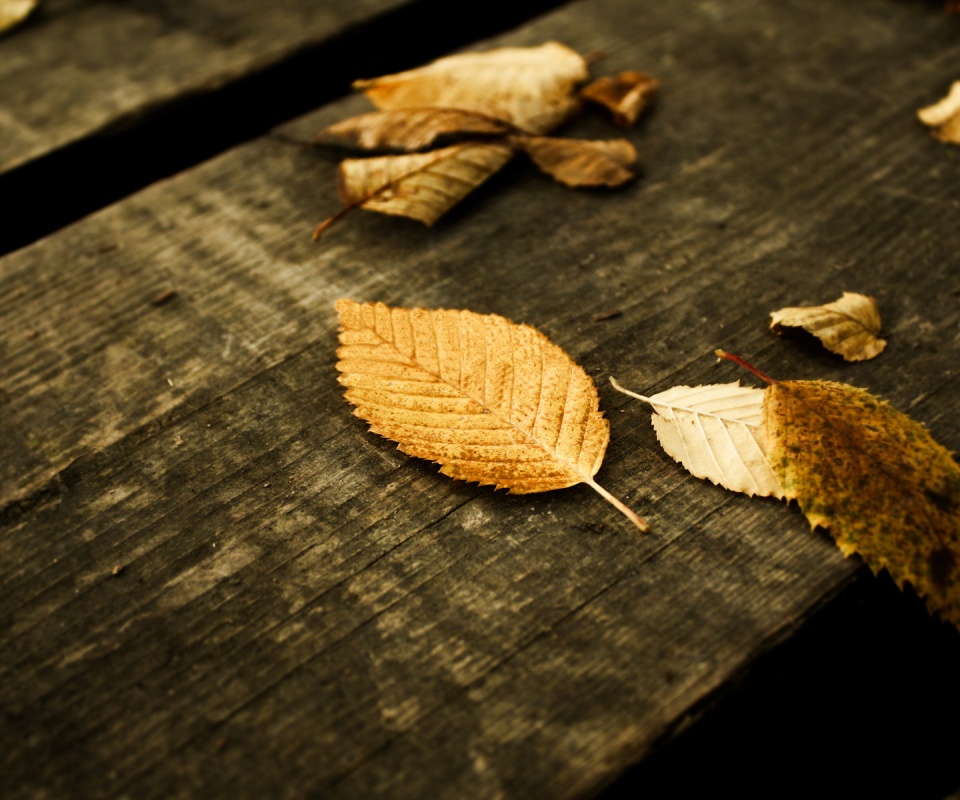 Опавшая листва обои