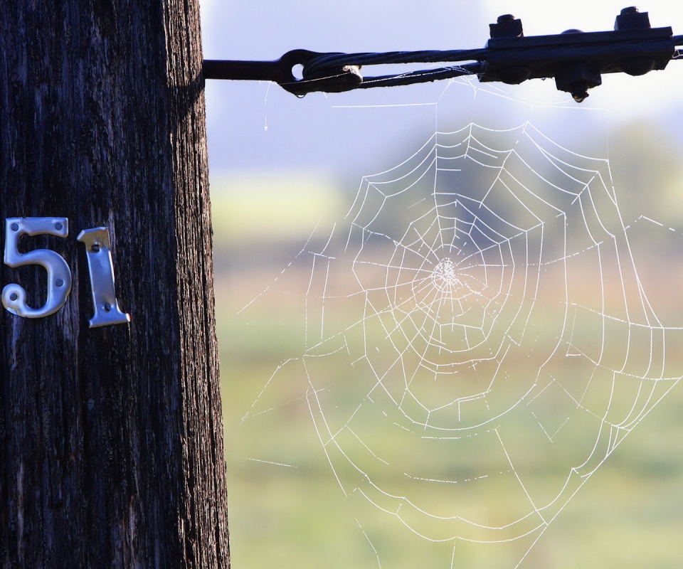 Паутина 51 обои