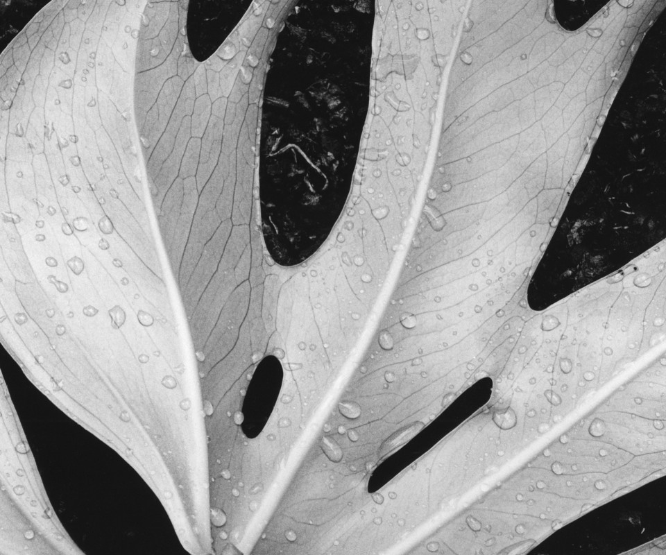 Белый лист обои