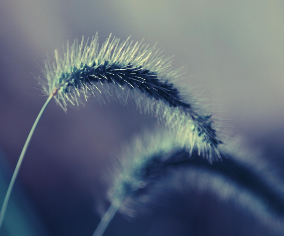 Травинка обои