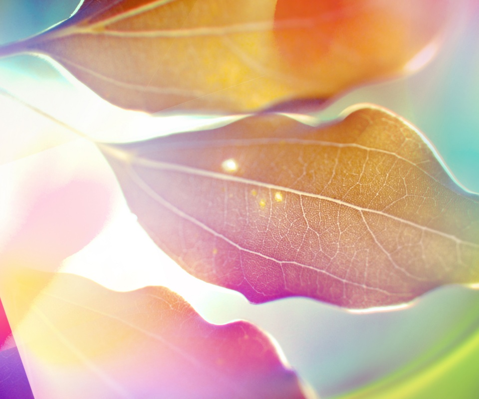 Радужные листья обои