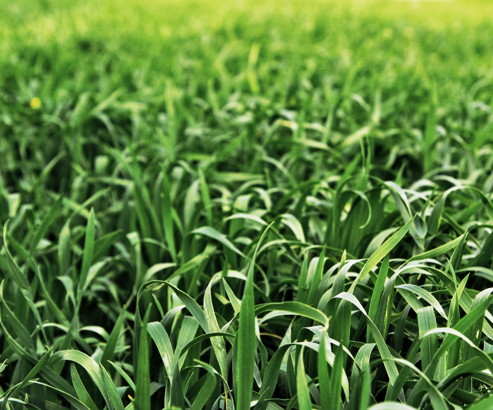 Высокая трава обои