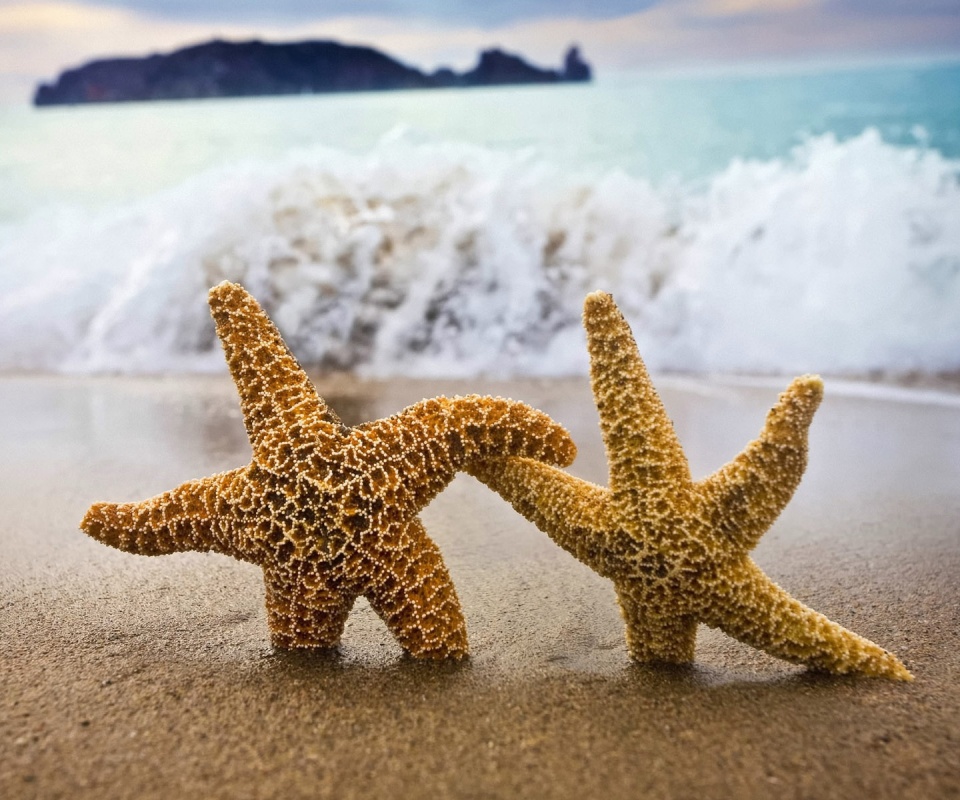 Две морские звезды обои