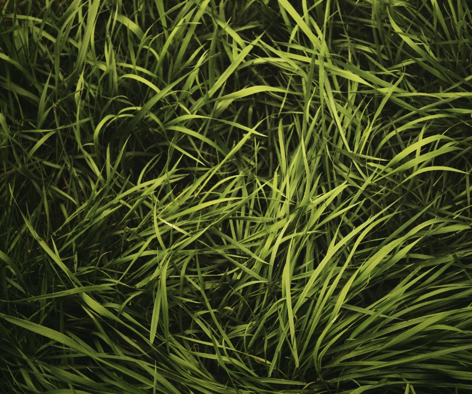 Блеклая трава обои