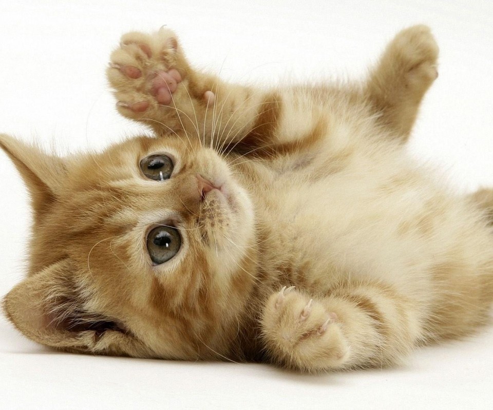 Котёнок обои