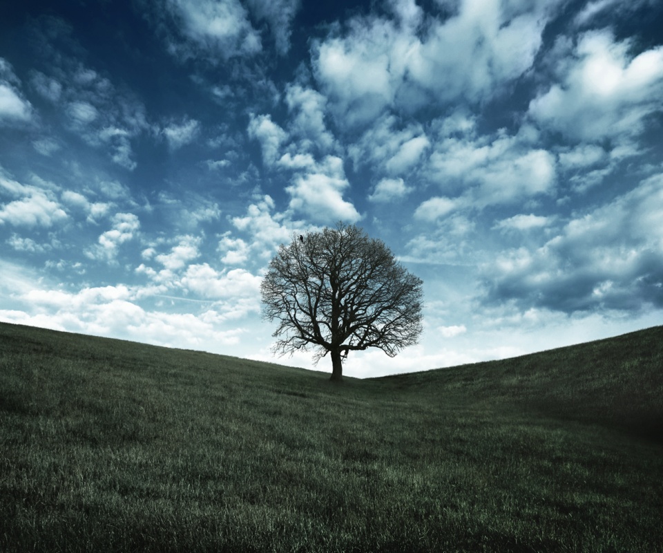 Холм одинокого дуба обои