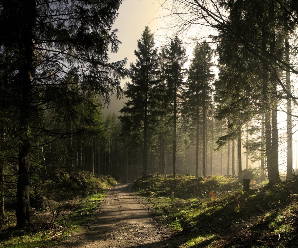 Лесная дорога обои