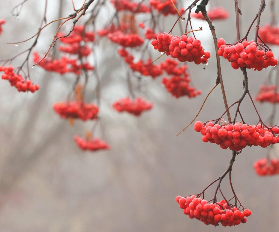 Ветки рябины обои