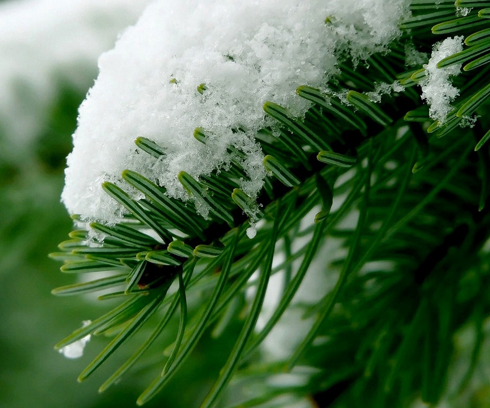 Хвойная ветка вся в снегу обои