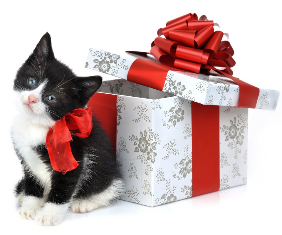 Пушистый подарок обои