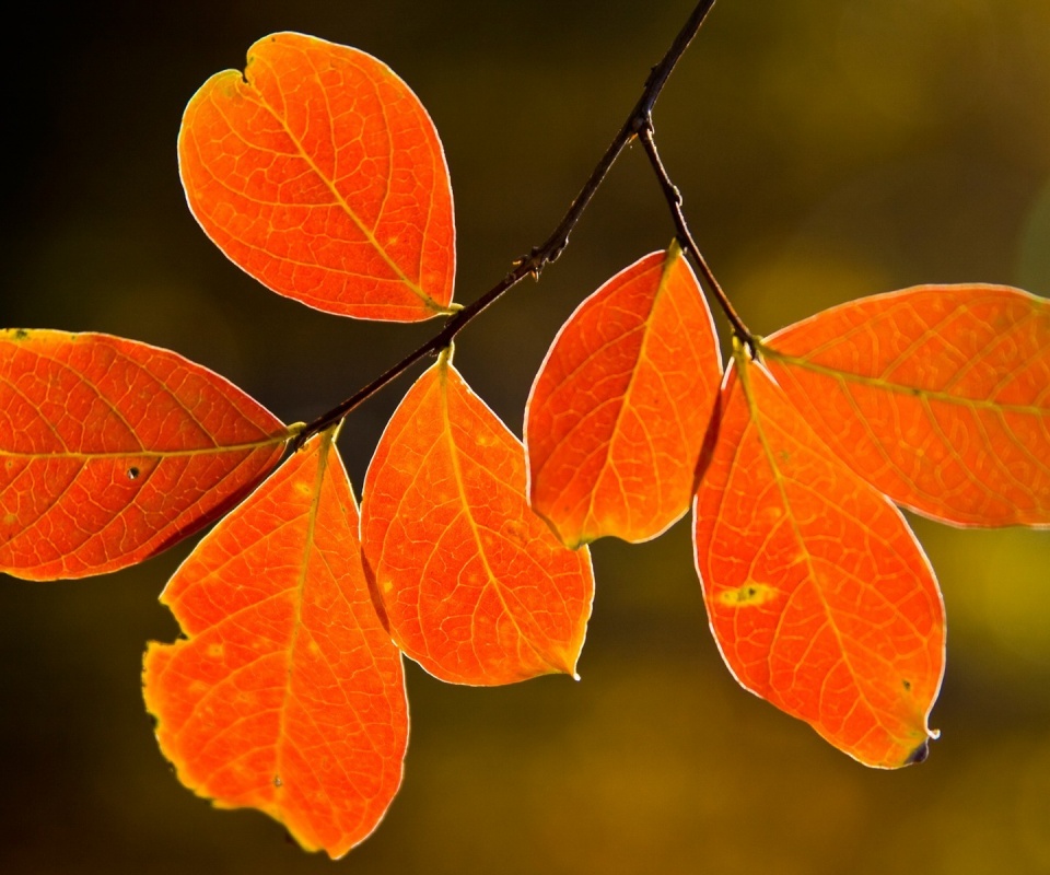 Ветка с оранжевыми листьями обои