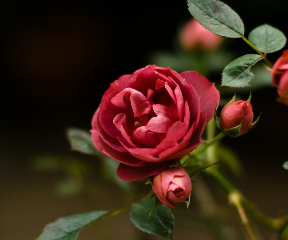 Шиповник обои