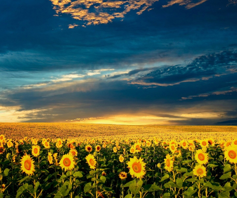 Целое поле подсолнухов обои