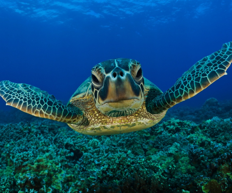 Морская черепаха обои