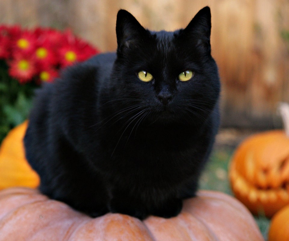 Чёрный кот на тыкве обои