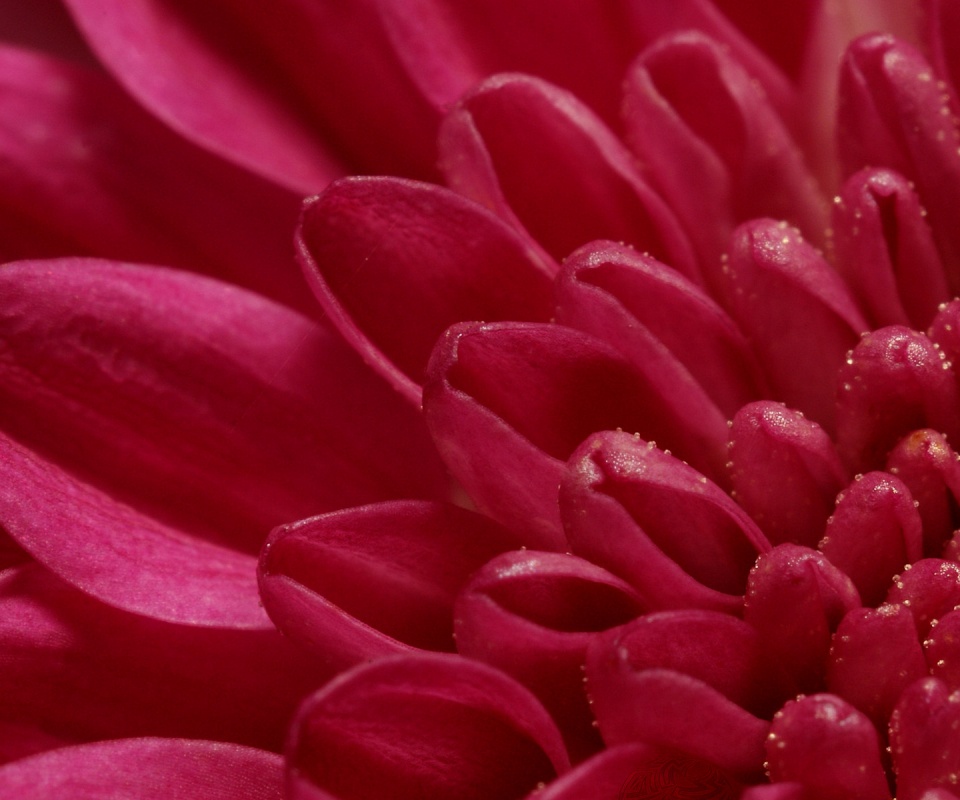 Лепестки хризантемы обои