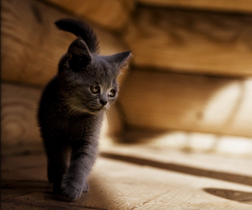 Маленький дымчатый котенок обои