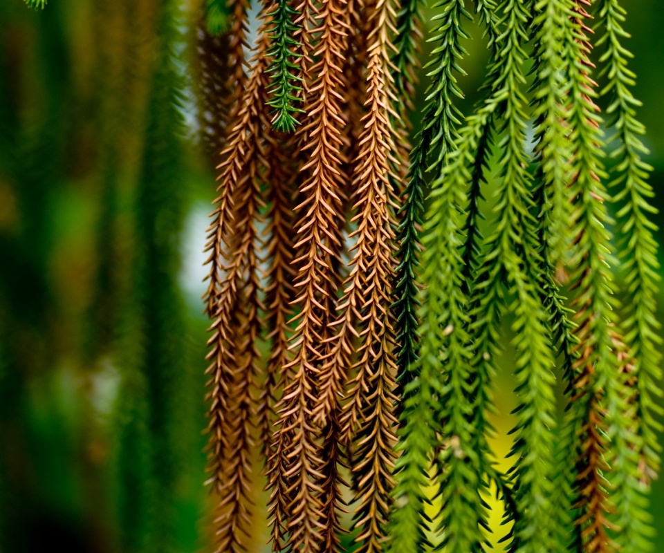 Зеленые колючки обои