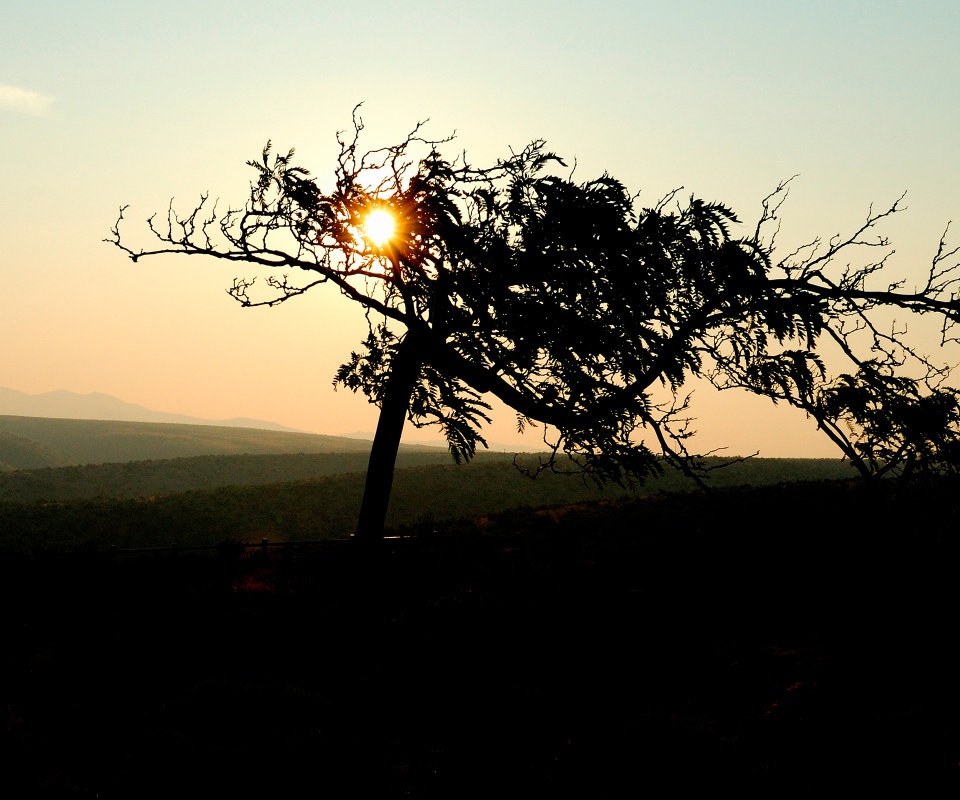 Дерево на закате обои