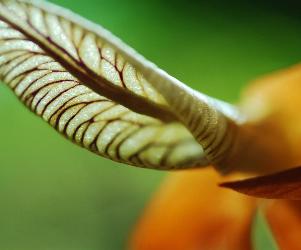 Сетчатый лист обои