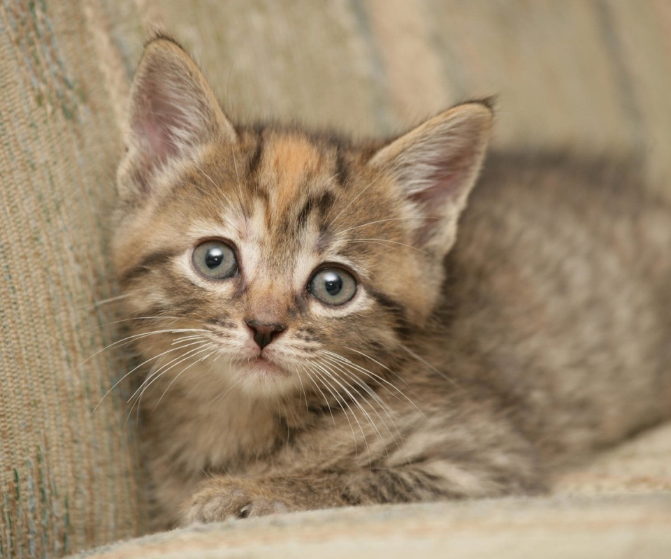 Милый маленький котенок обои