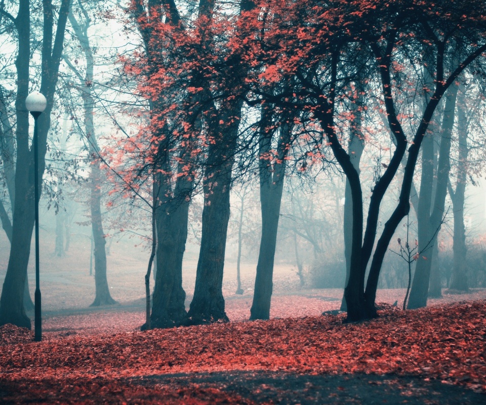 Парк красных листьев обои