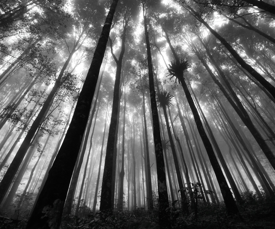 Джунгли обои