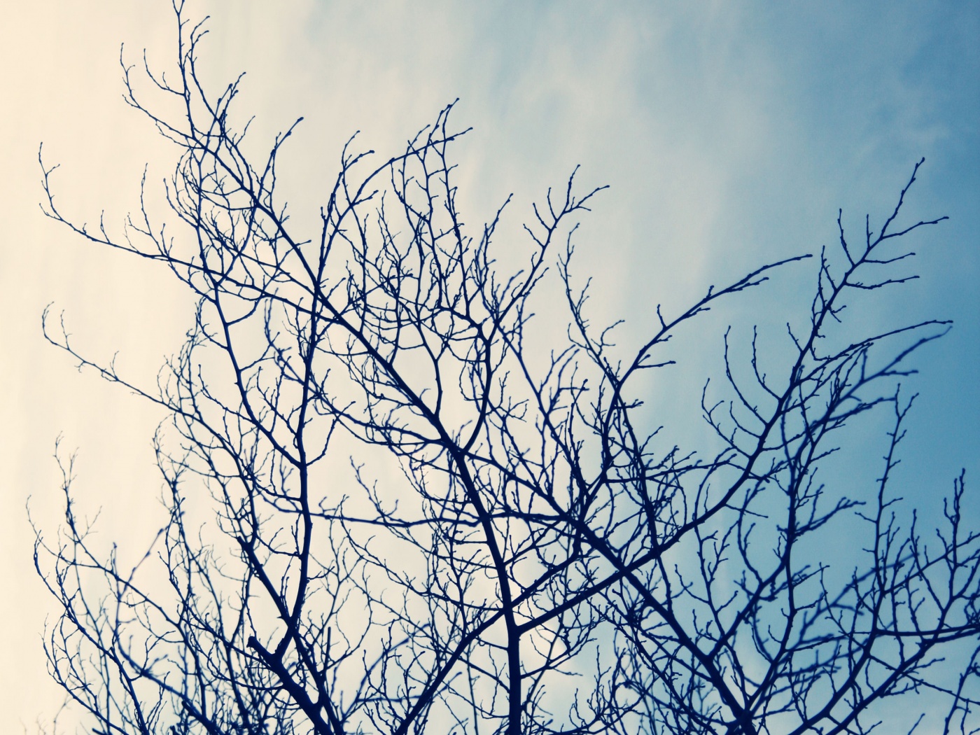 Ветвистое дерево обои