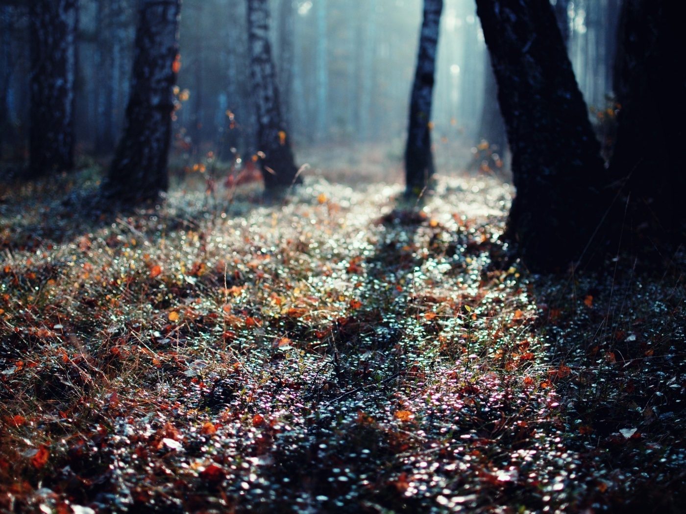 Лесная земля обои