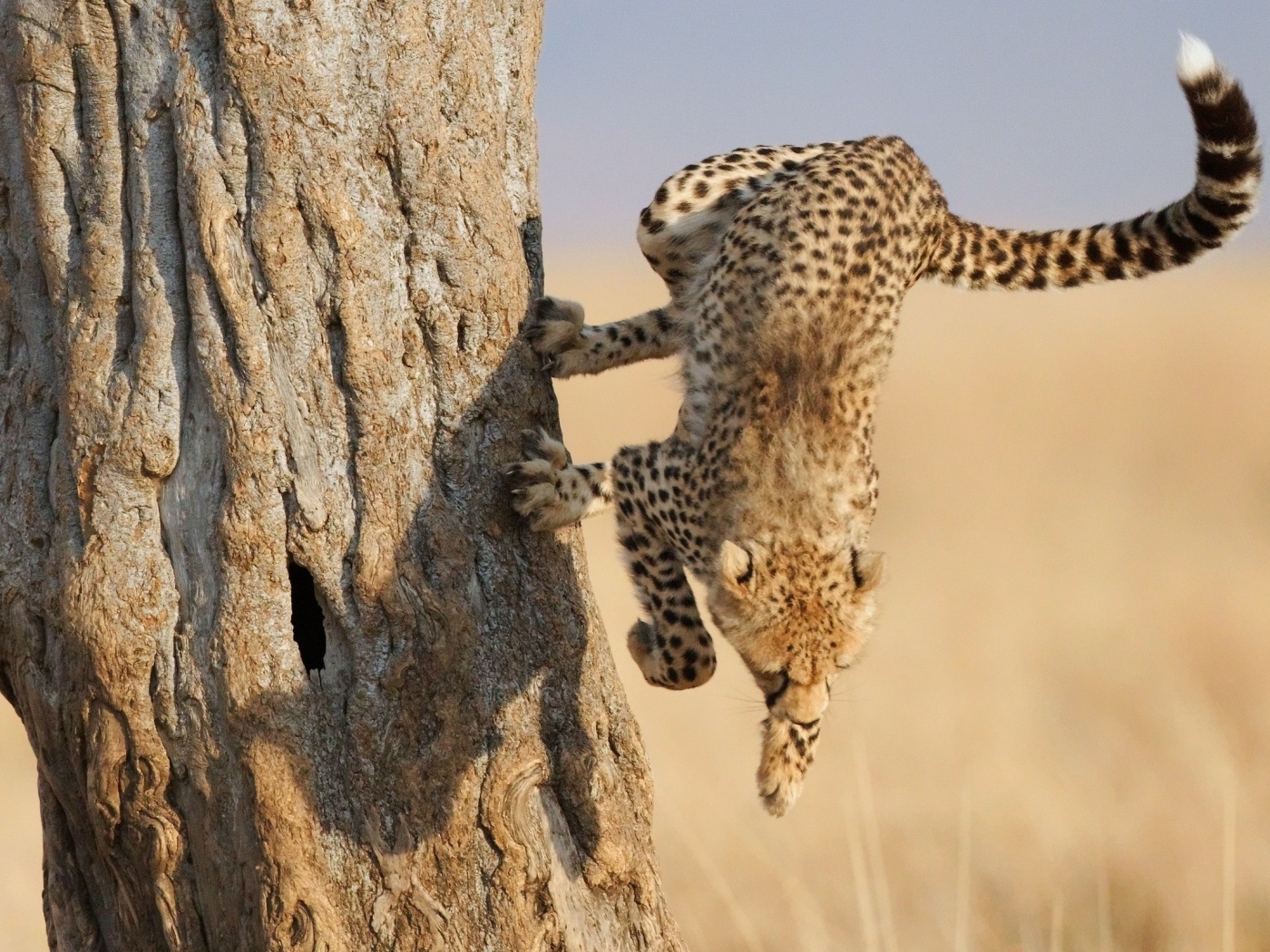 Скалолаз обои