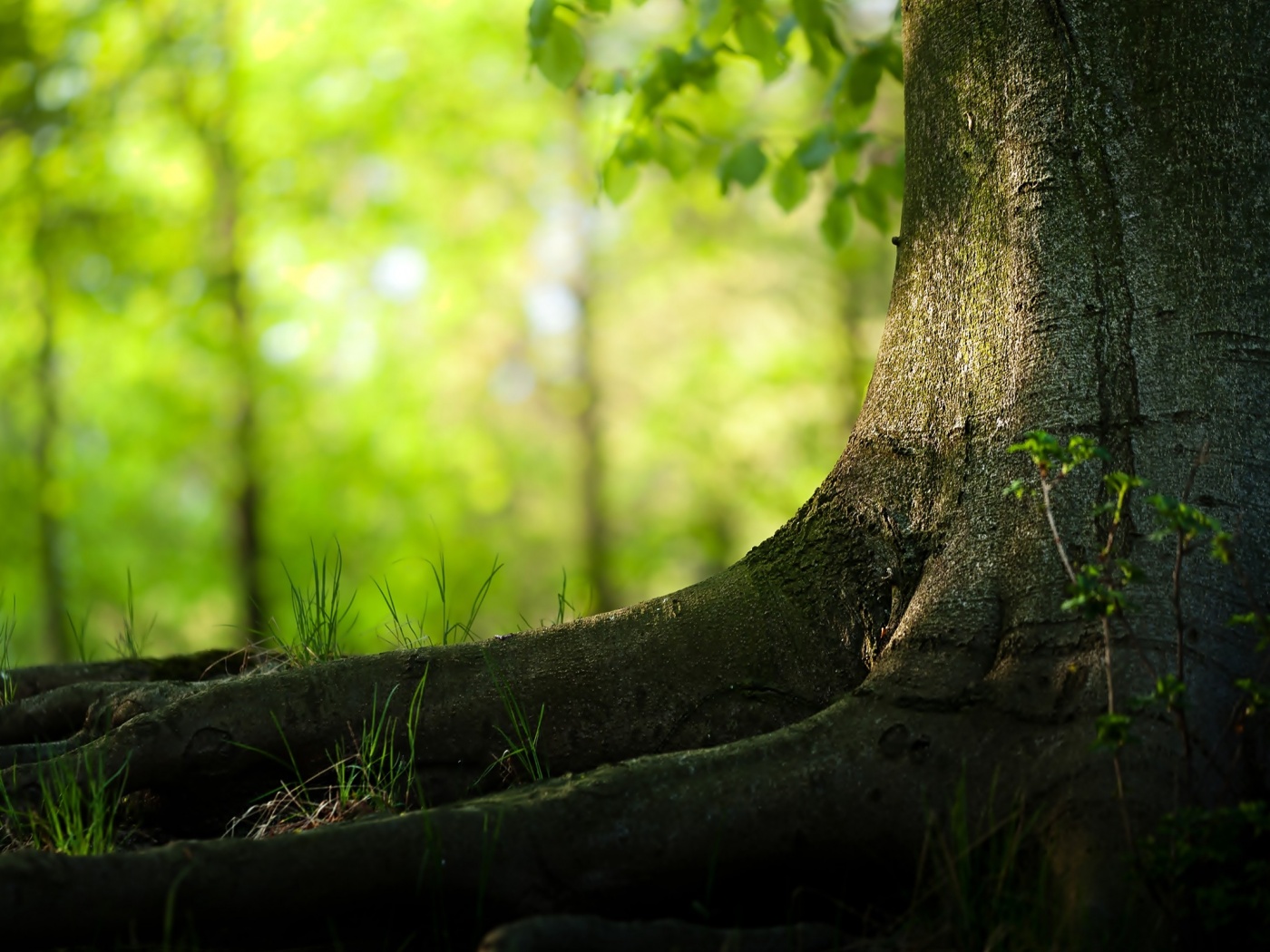 Корни дерева обои