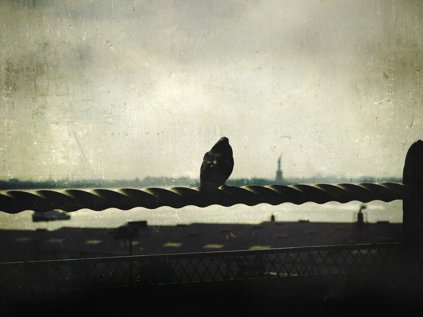 Голубь в Нью-Йоркских доках обои