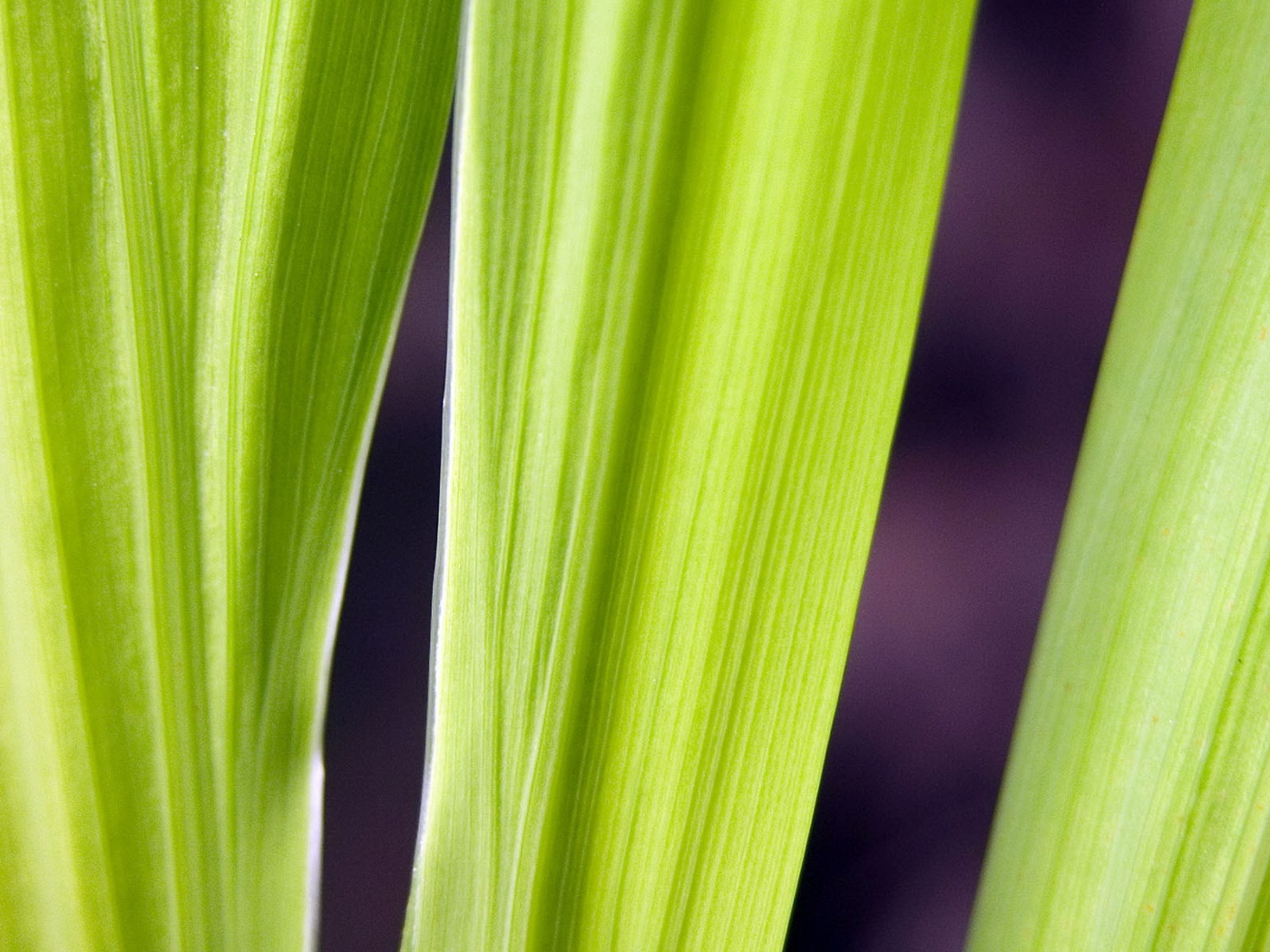 Салатоввые травинки обои