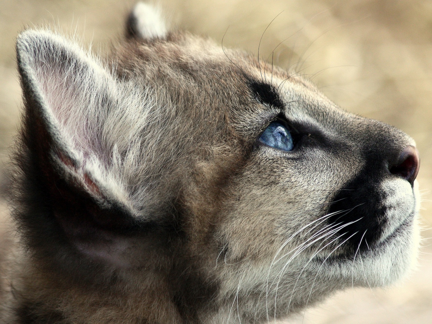 Оцелот смотрит вдаль обои