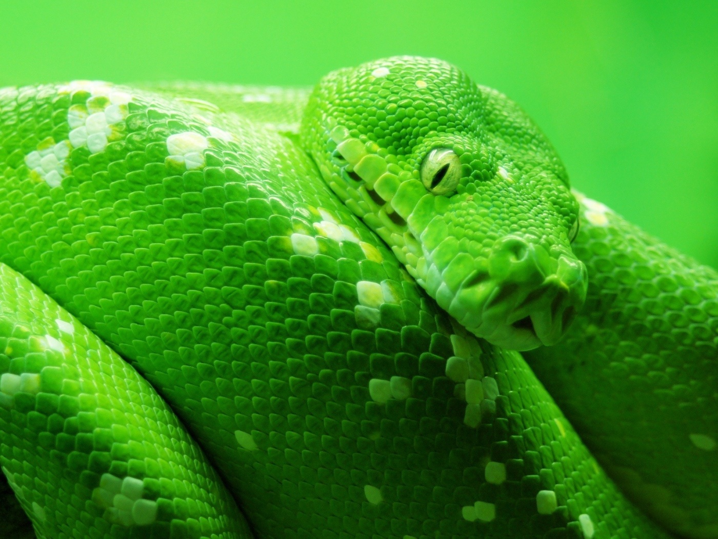 Зелёный питон обои