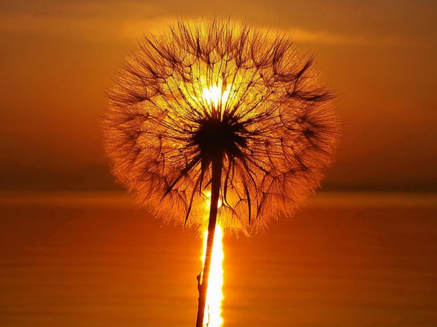 Одуванчик на закател обои