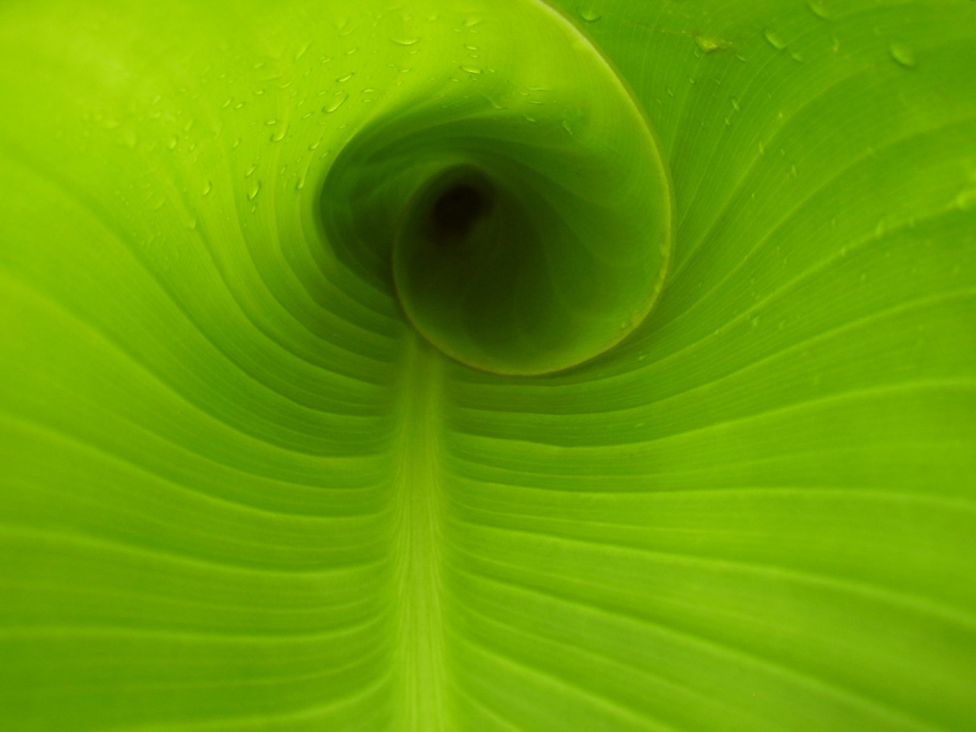 Свернутый в трубочку лист обои